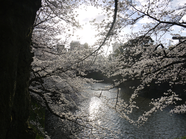 Chidorigafuchi.jpg